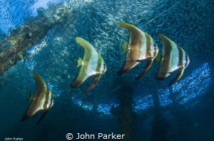 Batfish Formation by John Parker 